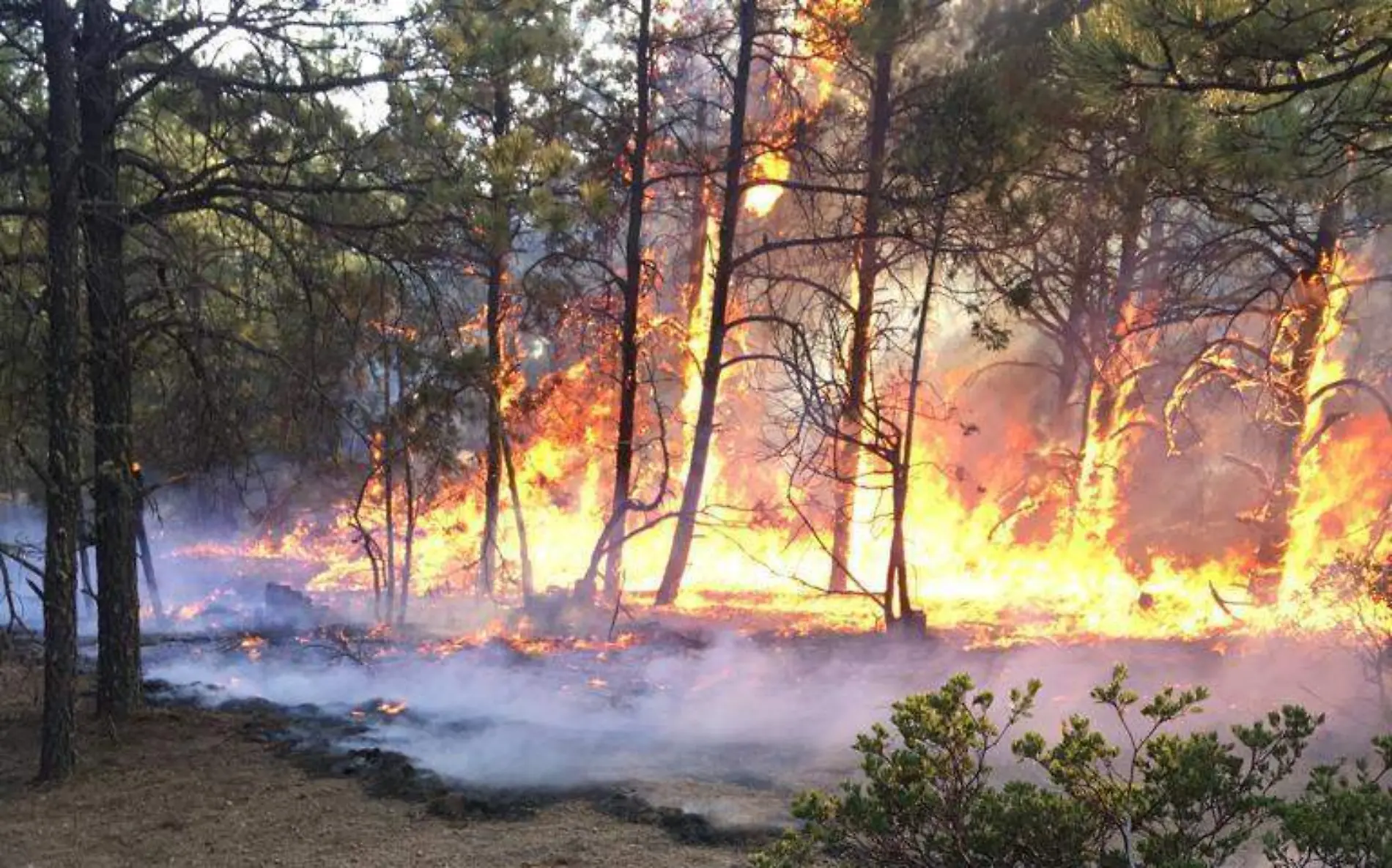 incendios foto conafor